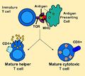 Antigen presentation.jpg