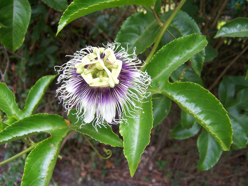 Soubor:Passiflora edulis.JPG