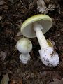 Amanita phalloides 1.JPG