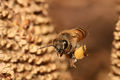 Apis mellifera flying.jpg