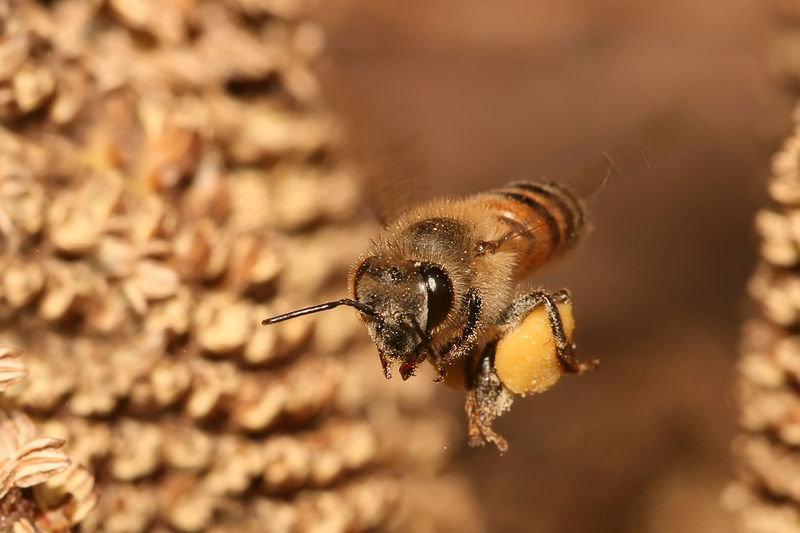 Soubor:Apis mellifera flying.jpg