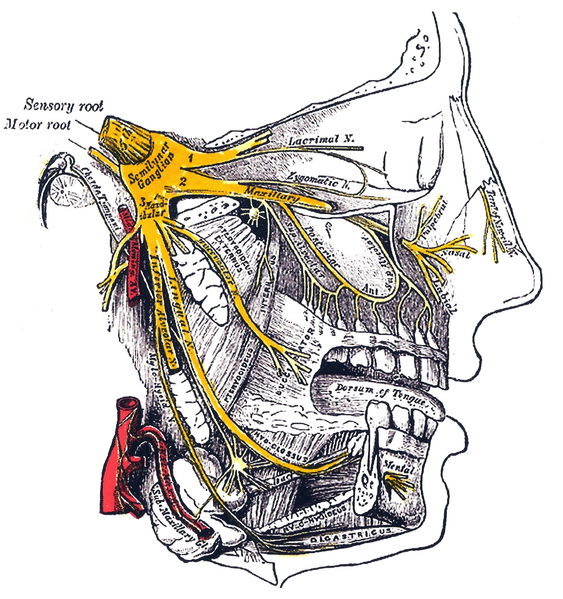 Soubor:Gray778 Trigeminal.png