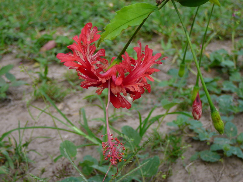 Soubor:Hibiscus schizopetalus 0001.jpg