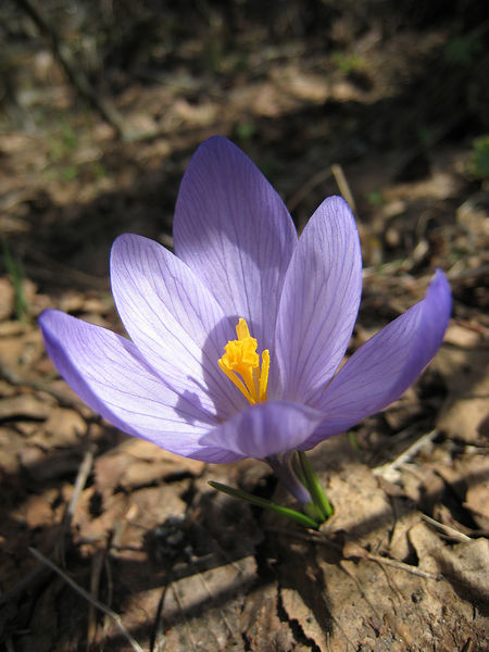 Soubor:CrocusVernusVernus.jpg