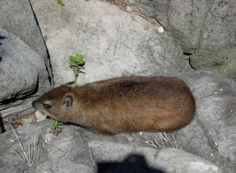 Soubor:Dassie 1.jpg