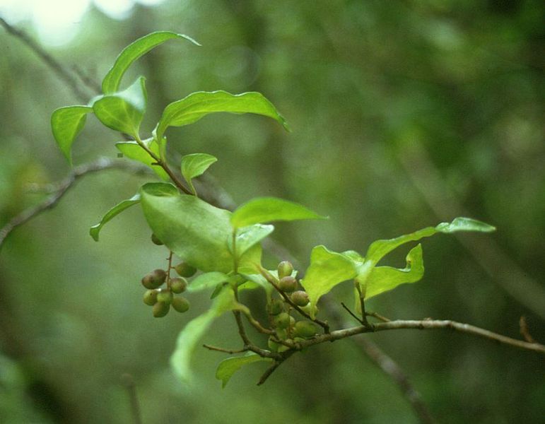 Soubor:Griselinia racemosa.jpg