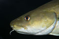 Atlantic-cod-2.jpg