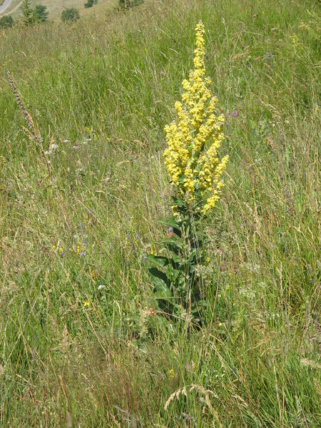 Soubor:Verbascum chaixii001.jpg