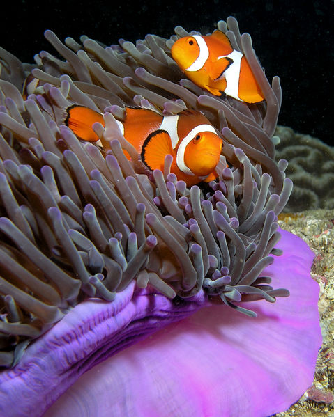 Soubor:Anemone purple anemonefish.jpg