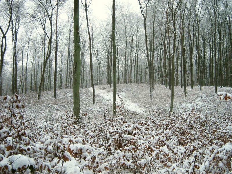 Soubor:Brohmer-Berge-Buchennaturverjuengung-bei-Jatznick-08-01-2010-05.jpg