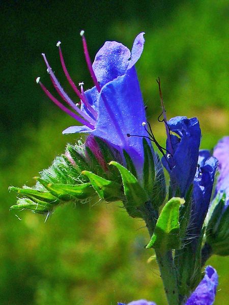 Soubor:Echium vulgare 002.JPG