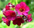 Primula anisodora flowers.jpg