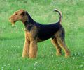 Airedale-terrier-charles14m.jpg