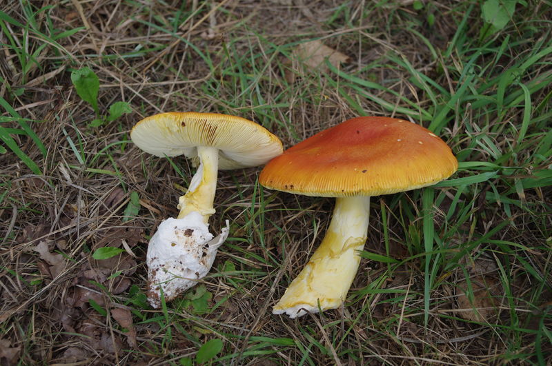 Soubor:Amanita-caesarea 02.JPG