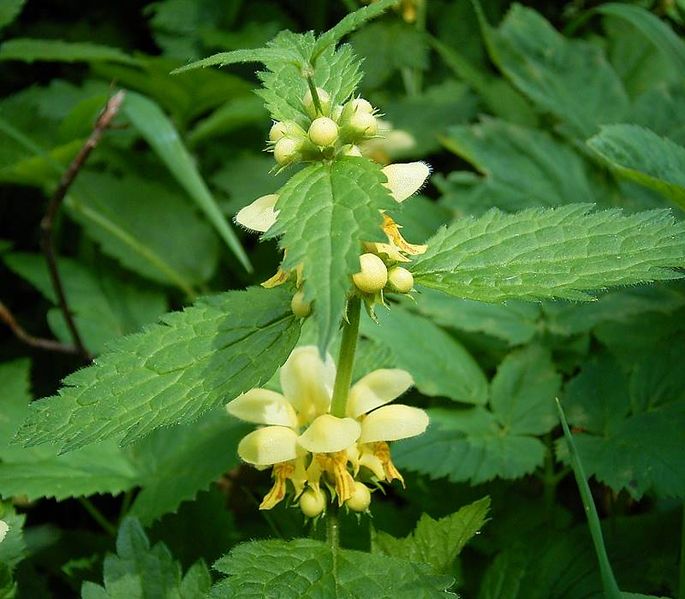 Soubor:Lamium galeobdolon ies.jpg