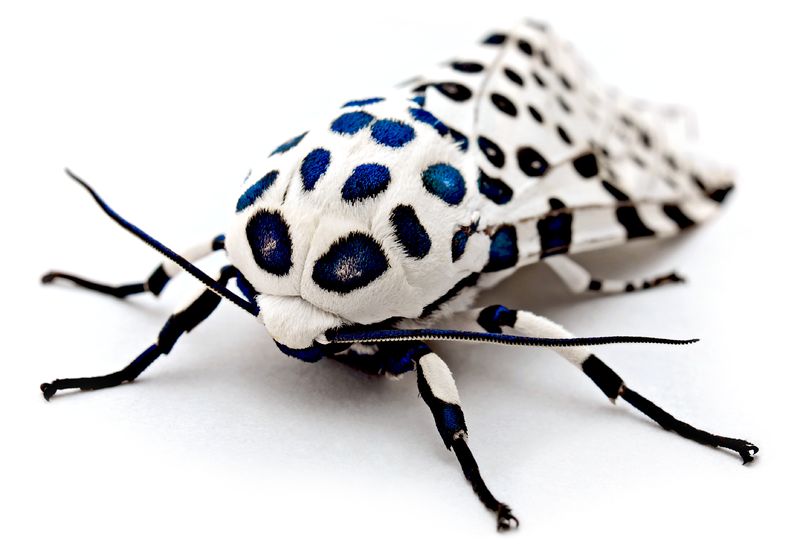 Soubor:LeopardMothBlueSpots edit2.jpg