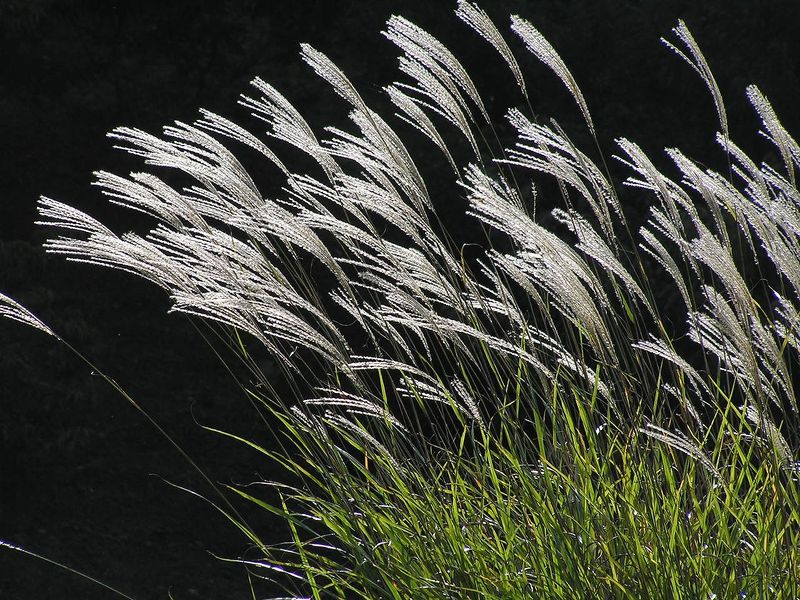 Soubor:Japanese pampas grass ススキPB080107.jpg