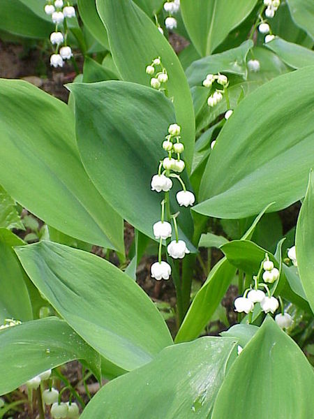 Soubor:Convallaria majalis1.jpg