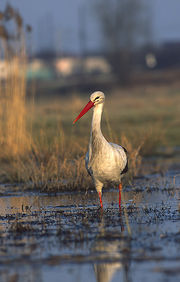 Ciconia ciconia (Marek Szczepanek).jpg