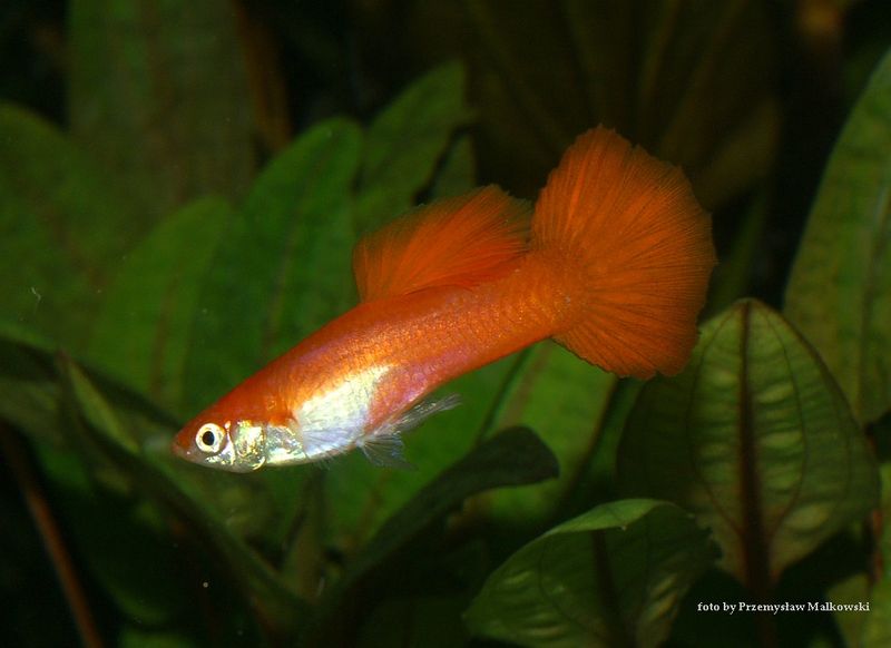 Soubor:Guppy red male.jpg