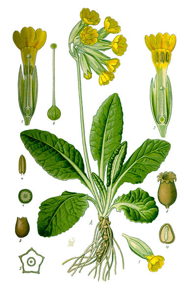 Soubor:Illustration Primula veris0 clean.jpg