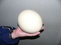 Ostrich egg.jpg