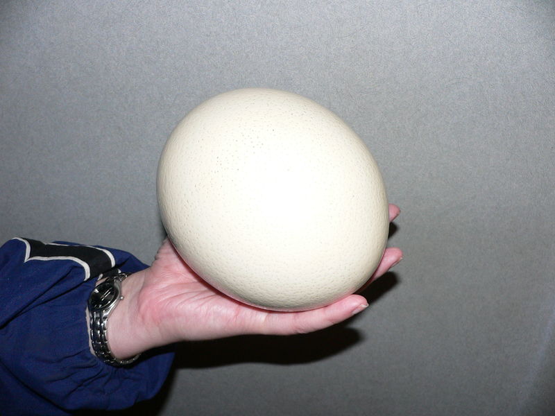 Soubor:Ostrich egg.jpg