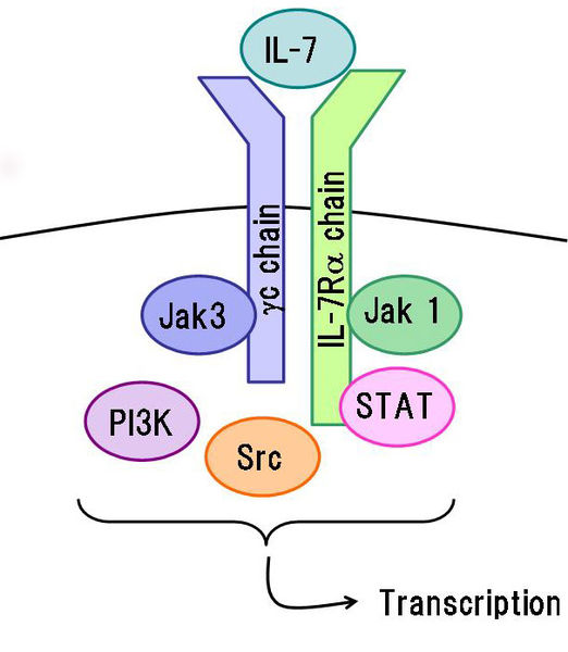 Soubor:IL-7receptor and signaling.jpg