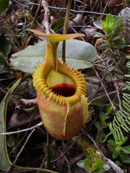 Soubor:Nepenthes villosa.jpg