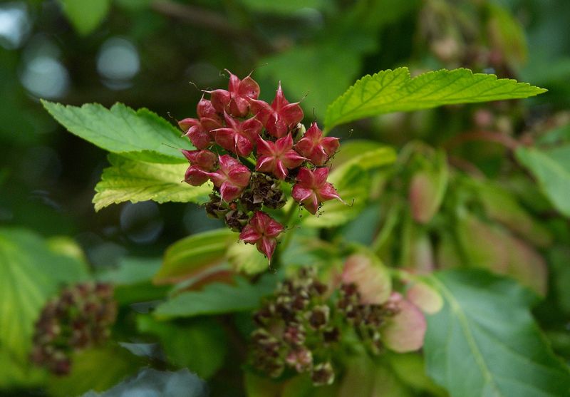 Soubor:Physocarpus opulifolius Luteus G.jpg