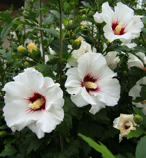 Soubor:2007-07-09Hibiscus syriacus04.jpg