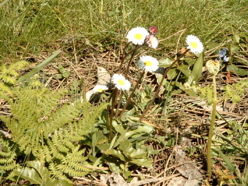 Soubor:Bellis sylvestris.jpg