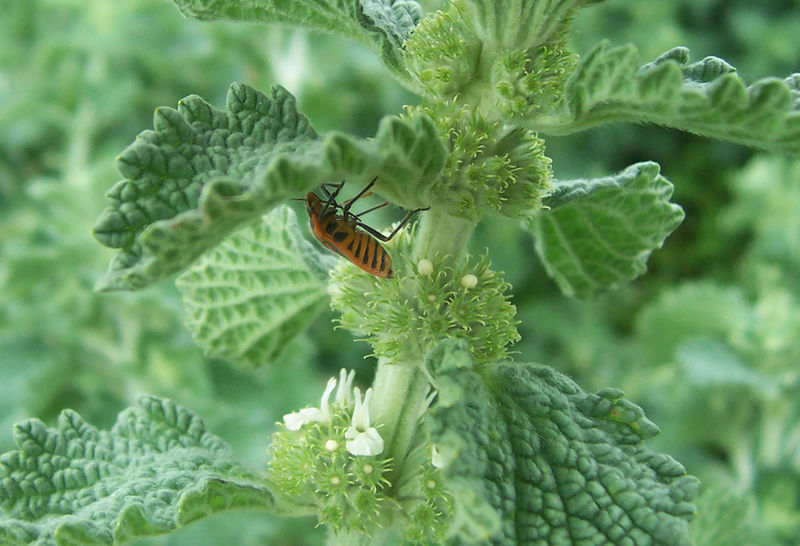 Soubor:Horehound bug.jpg