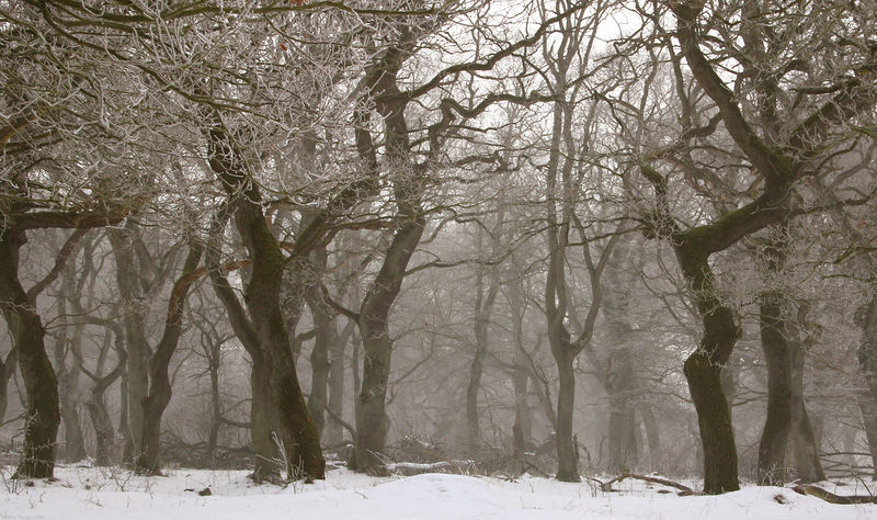 Soubor:Langaa egeskov rimfrost.jpg