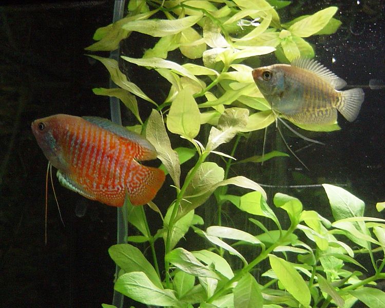 Soubor:Colisa lalia-Male and Female.jpg