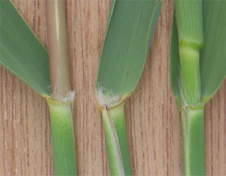 Soubor:Riet ligula Phragmites australis.jpg