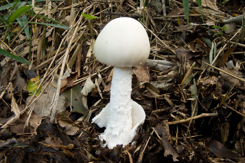 Soubor:Amanita virosa 04.jpg