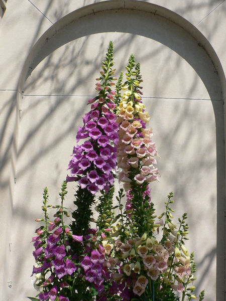 Soubor:Foxglove1.jpg