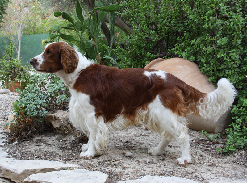 Soubor:Welsh Springer Spaniel 1.jpg