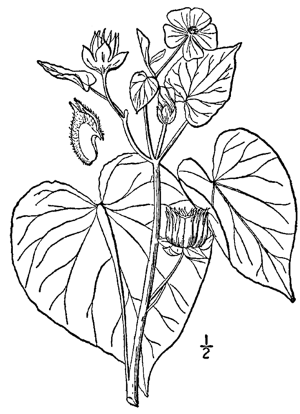 Soubor:Abutilon theophrasti drawing.png