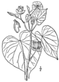 Abutilon theophrasti drawing.png