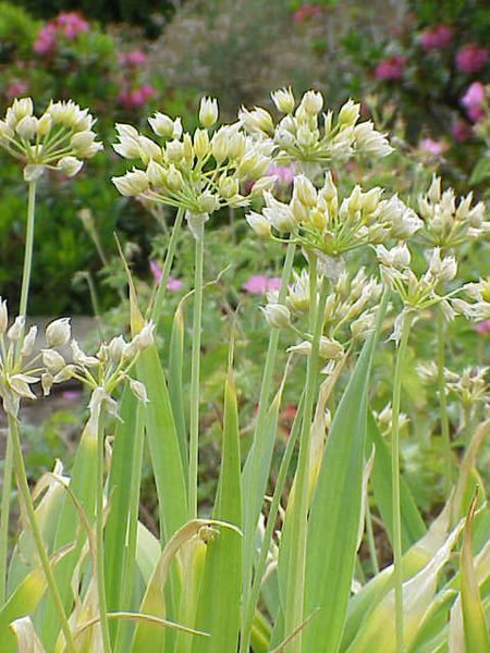 Soubor:Allium moly1.jpg