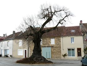 Angoisse arbre.JPG