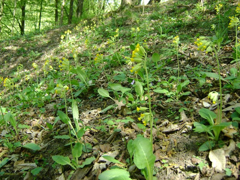 Soubor:Primula veris kz1.jpg