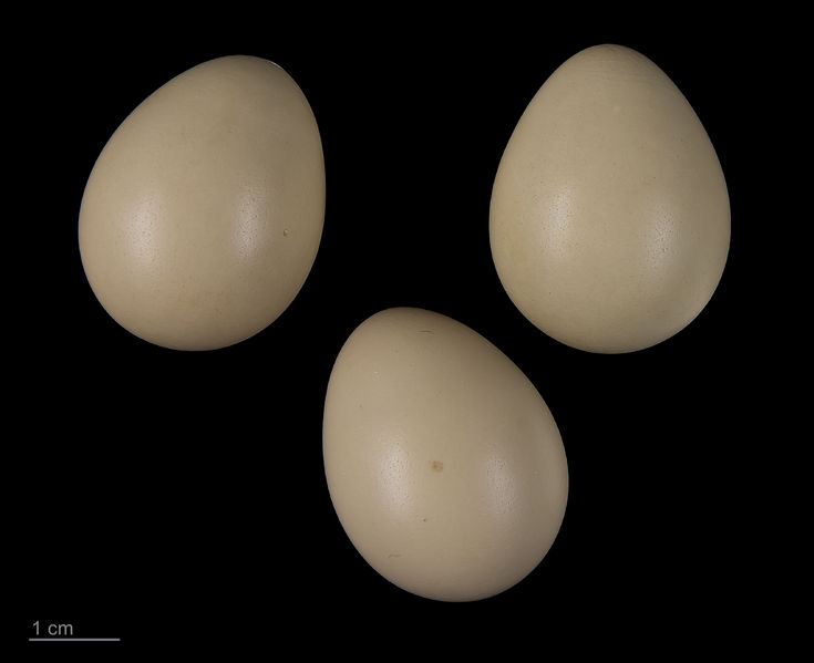 Soubor:Perdix perdix MHNT.ZOO.2010.11.5.10.jpg