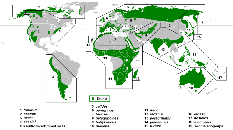 Soubor:PeregrineSubspeciesMap.png