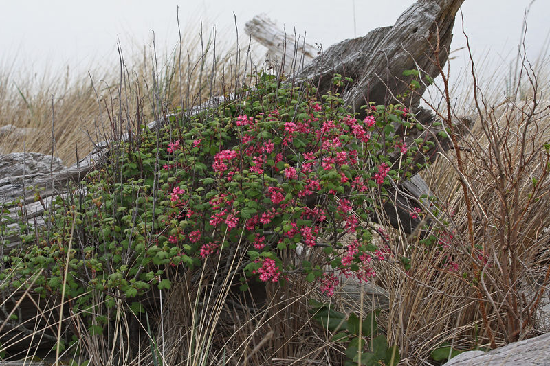 Soubor:Ribes sanguineum 5724.JPG