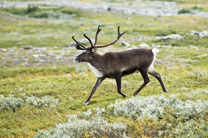 Soubor:20070818-0001-strolling reindeer.jpg