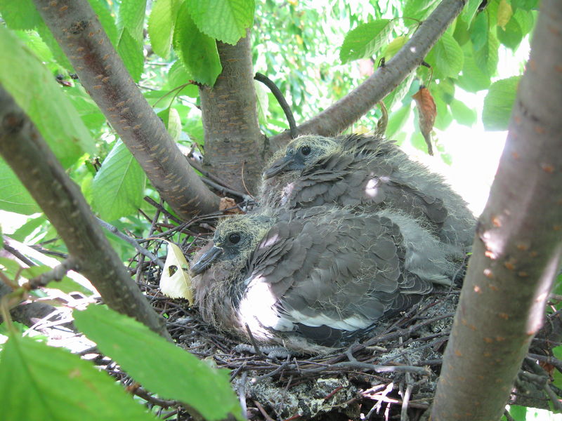 Soubor:Wood Pigeon Nestling.jpg