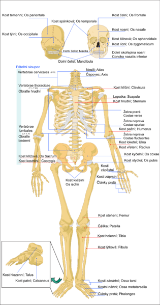 Soubor:Lidska kostra.png